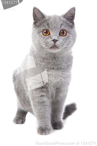 Image of British blue kitten on isolated white