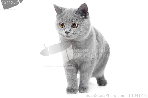 Image of British blue kitten on isolated white