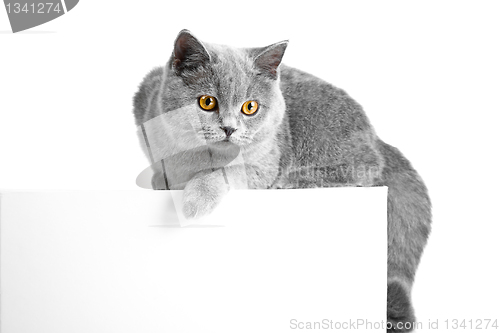 Image of British blue cat lying on tablet