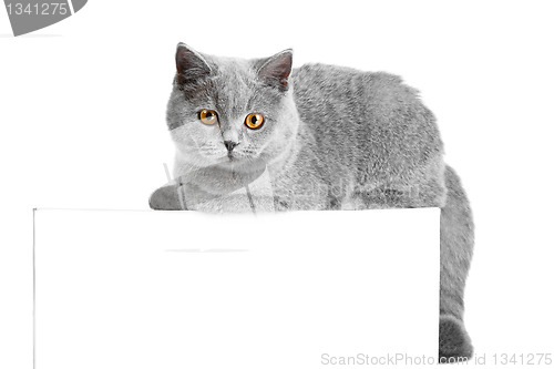 Image of British blue cat easy lying on tablet