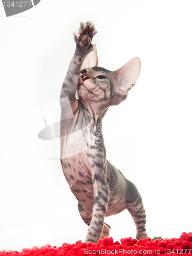 Image of funny gray kitten of sphinx