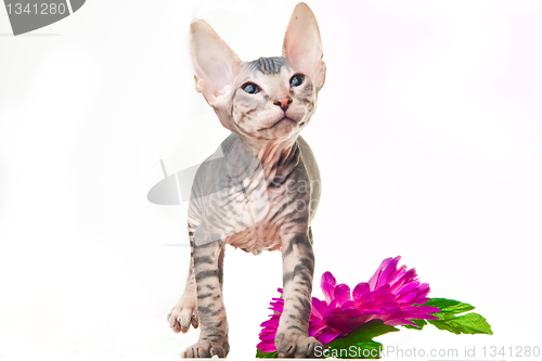 Image of Gray kitten of sphinx