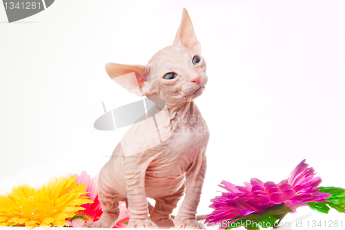 Image of Sphinx kitten looking with interest