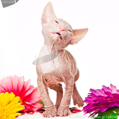 Image of Pink sphinx kitten