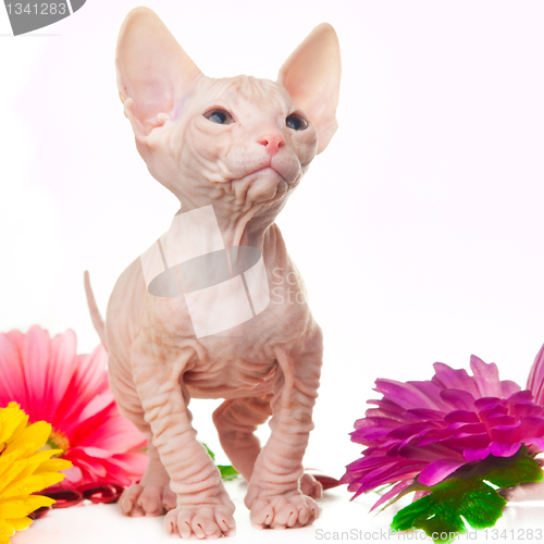 Image of Sphinx kitten looking with interest