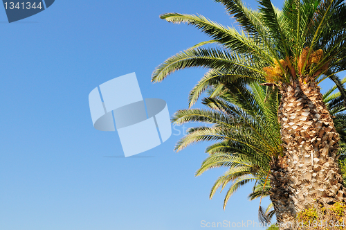 Image of Date palm branches