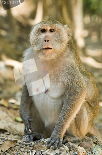 Image of macaque monkey in Cambodia