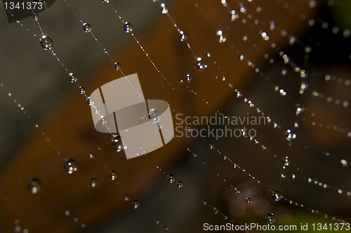 Image of Water drops on spider web