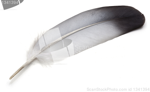 Image of Feather 