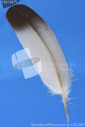 Image of Feather 