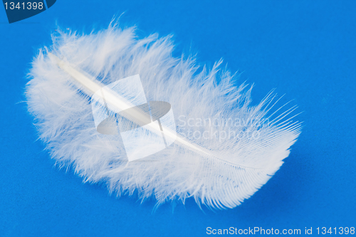 Image of Feather 