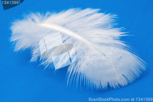 Image of Feather 