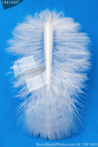 Image of Feather 