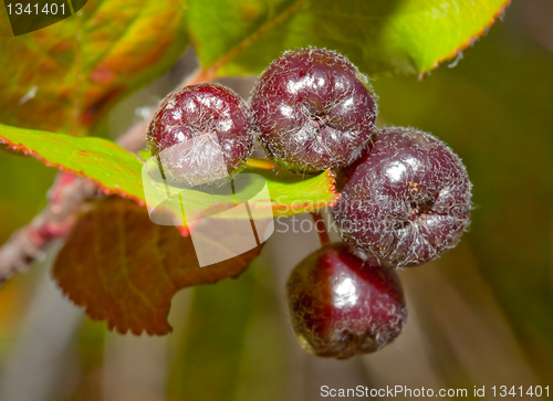Image of Black chokeberry (Aronia melanocarpa)