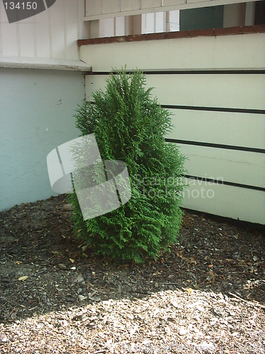 Image of Shrubbery