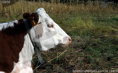 Image of cow