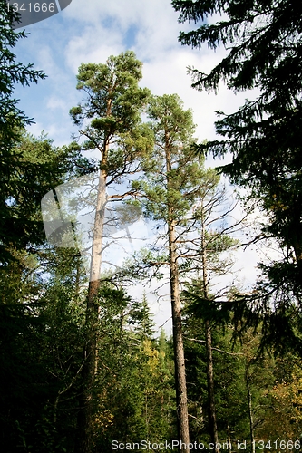 Image of Tall old trees