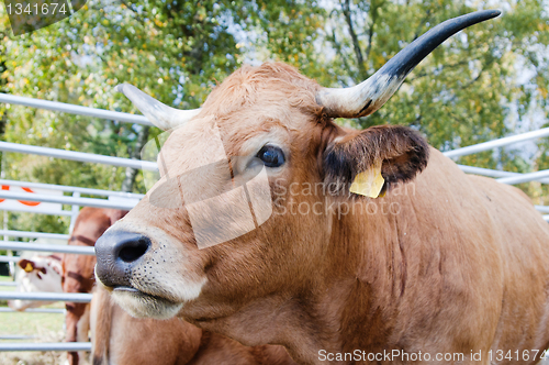 Image of Portrait of the cow