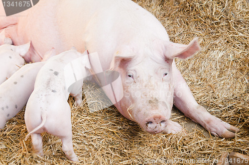 Image of The pig feeds small pink pigs