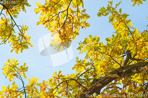 Image of branches of the oak in autumn in the sky