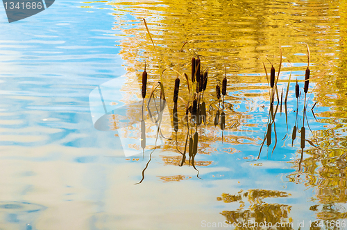 Image of Cane in water in autumn park