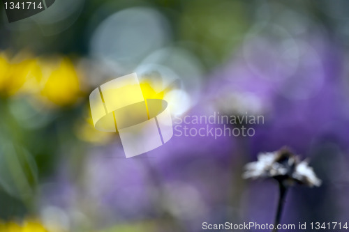 Image of natural bokeh background