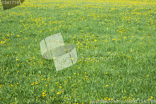 Image of dandelion field