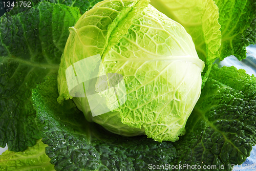 Image of savoy cabbage