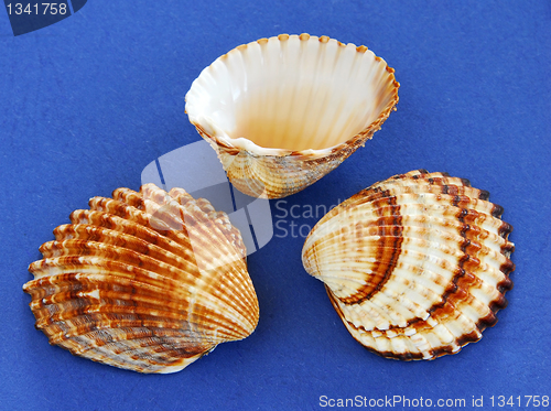 Image of Sea shells