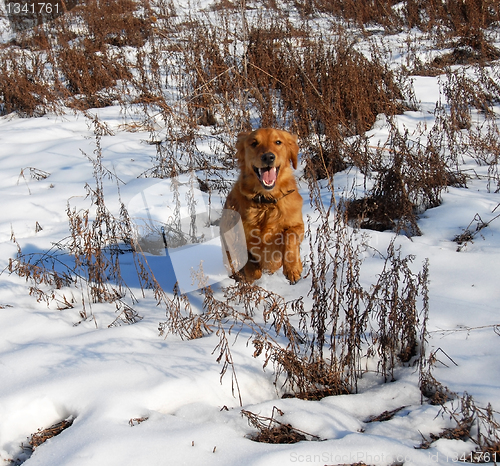 Image of Dog at snow