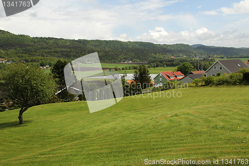 Image of Green gras in may.