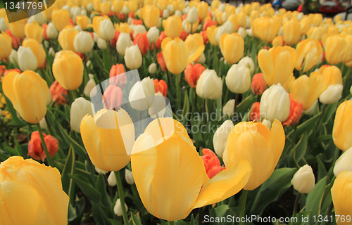 Image of Bautiful tullips in the park.