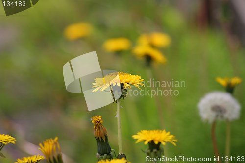 Image of Spring