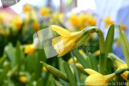 Image of Yellow Spring