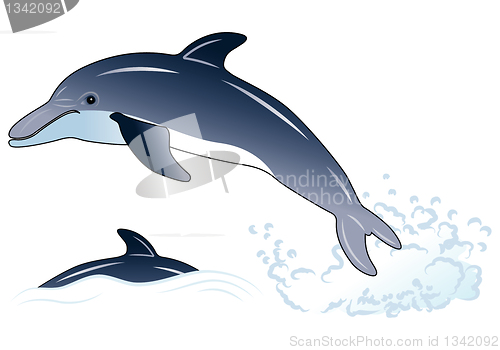 Image of Dolphin