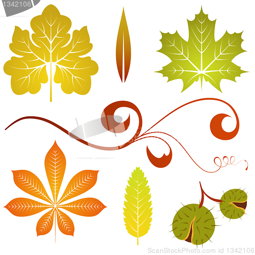 Image of Autumn leaves