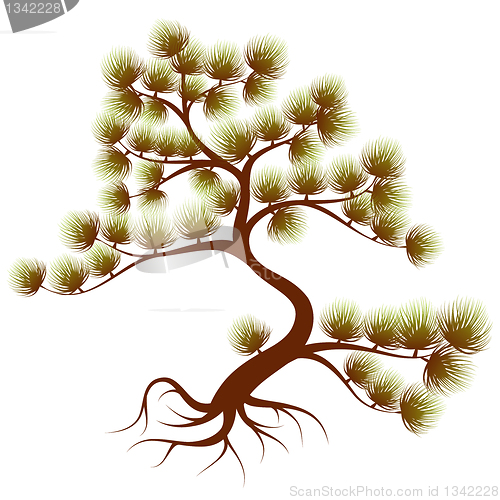 Image of Tree cedar