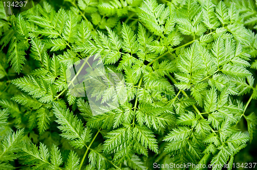 Image of Fern pattern