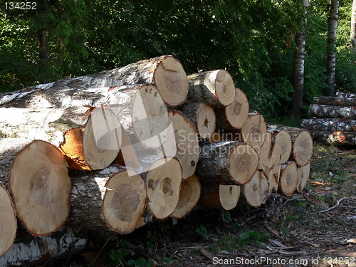 Image of Birch bark