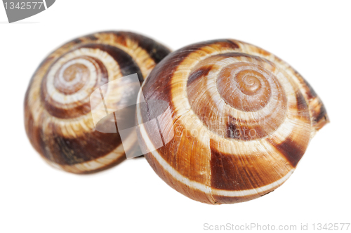 Image of Bourgogne snails with garlic butter