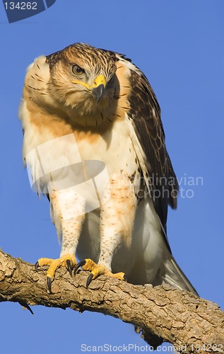 Image of Young Hawk