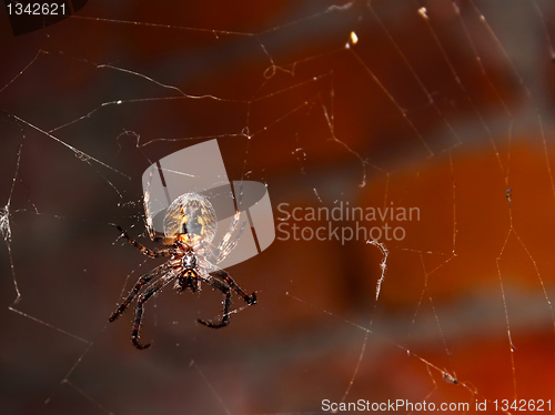 Image of Big spider