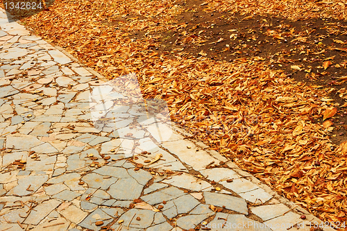 Image of Fallen leaves in park