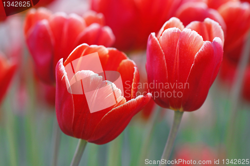 Image of red tulips