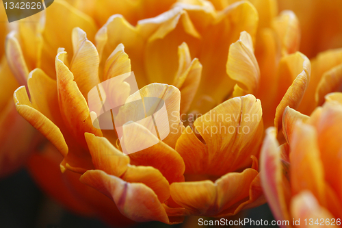 Image of orange tulips macro