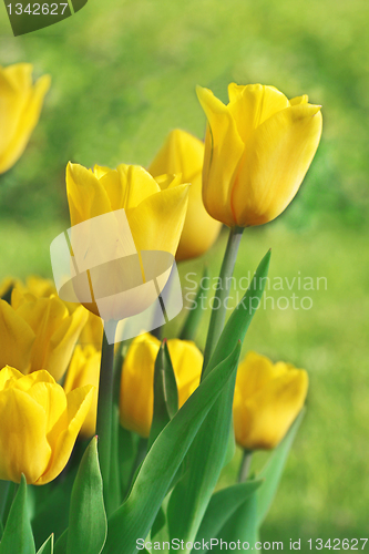 Image of yellow tulips