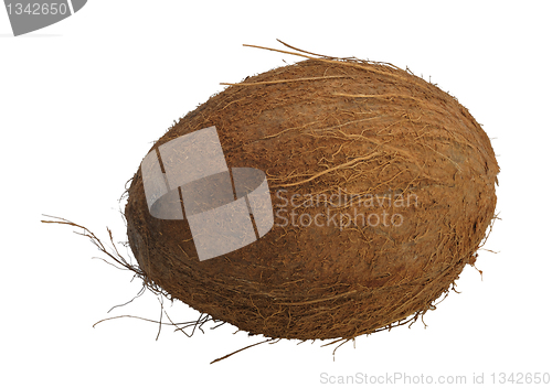 Image of Coconut