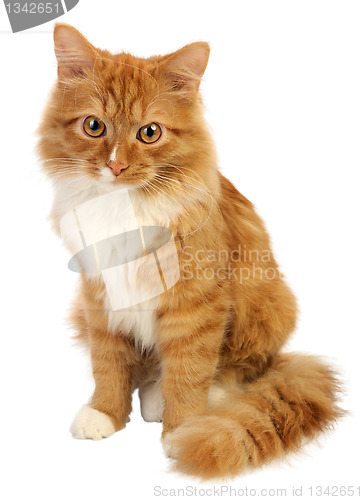 Image of Ginger cat