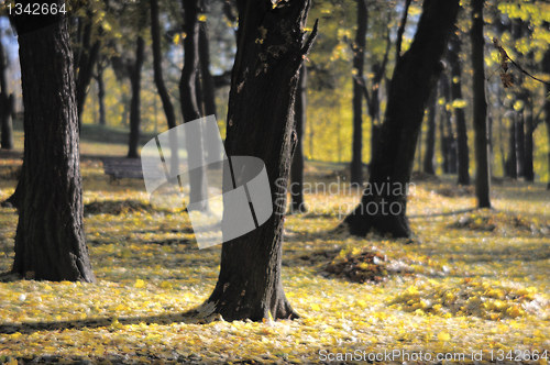 Image of Autumn park, soft-focus lens.