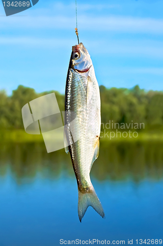 Image of Fish on a hook